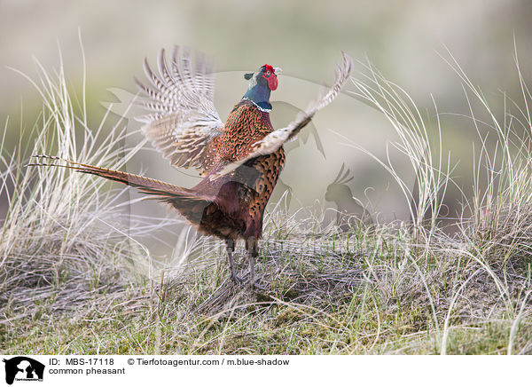 common pheasant / MBS-17118