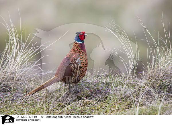 common pheasant / MBS-17119
