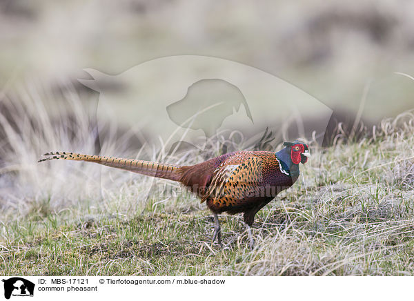 common pheasant / MBS-17121
