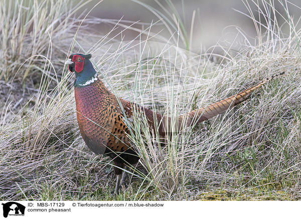 common pheasant / MBS-17129