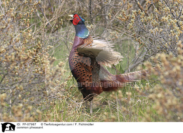 Fasan / common pheasant / FF-07987