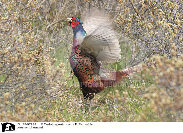Fasan / common pheasant / FF-07988