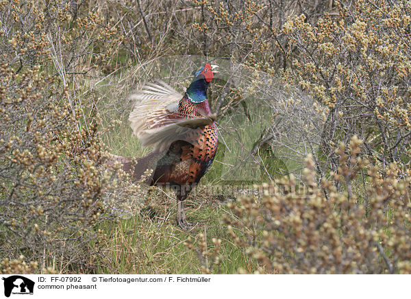 Fasan / common pheasant / FF-07992
