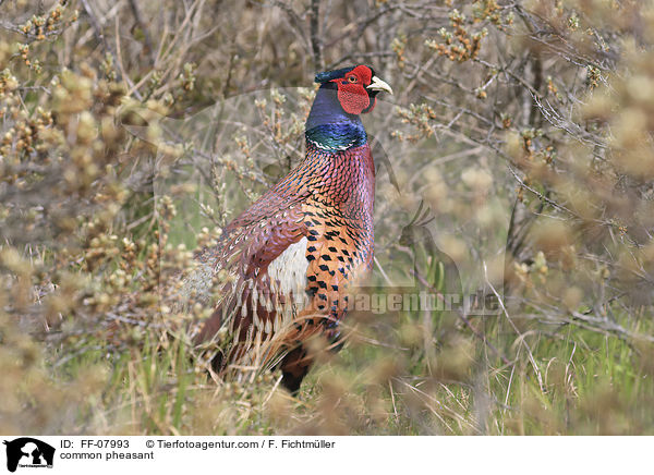 Fasan / common pheasant / FF-07993