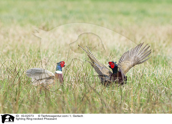 kmpfende Fasane / fighting Ring-necked Pheasant / IG-02073