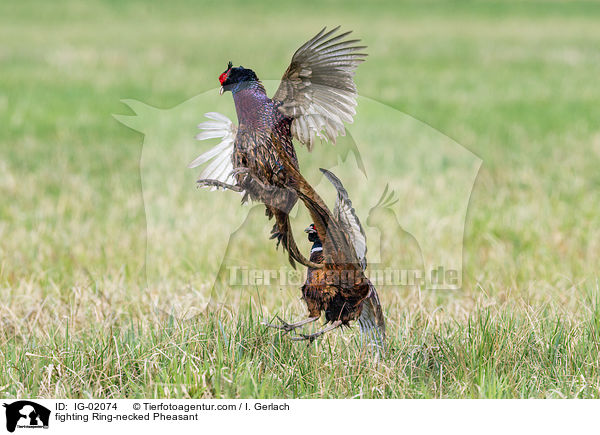 kmpfende Fasane / fighting Ring-necked Pheasant / IG-02074