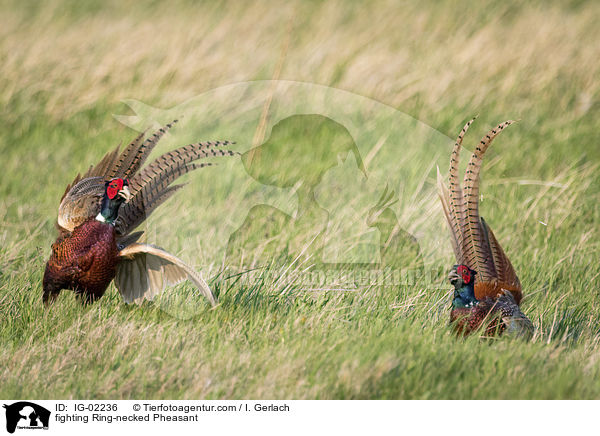 fighting Ring-necked Pheasant / IG-02236