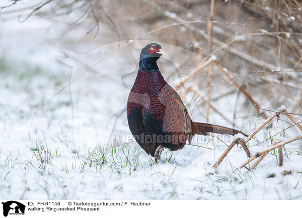 laufender Fasan / walking Ring-necked Pheasant / FH-01146