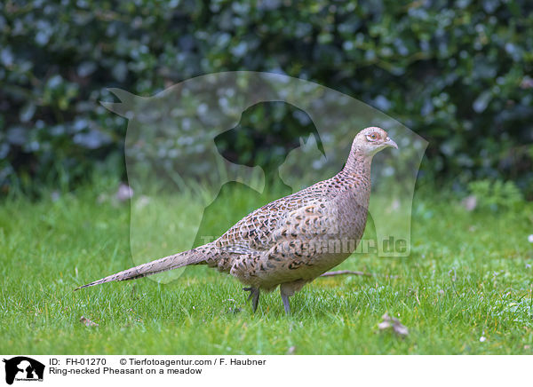 Fasan auf einer Wiese / Ring-necked Pheasant on a meadow / FH-01270