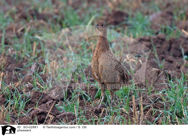 Fasan / pheasant / SO-02881