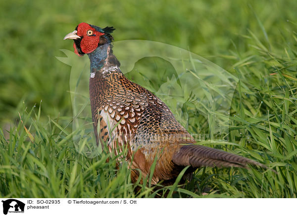 Fasan / pheasant / SO-02935