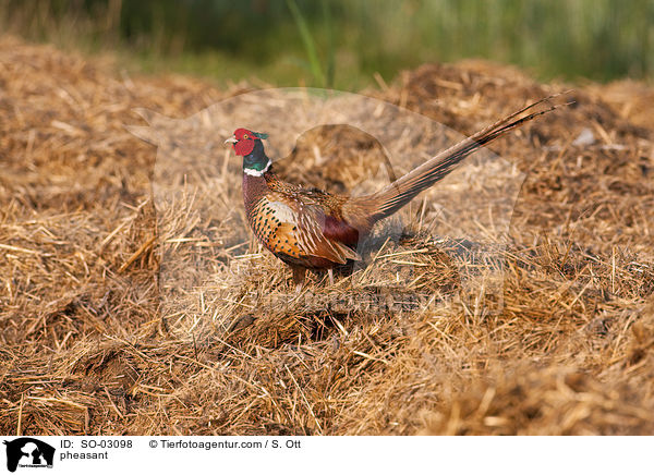 Fasan / pheasant / SO-03098