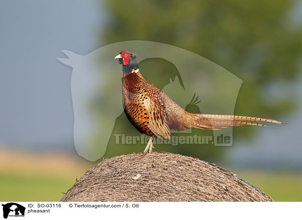 Fasan / pheasant / SO-03116