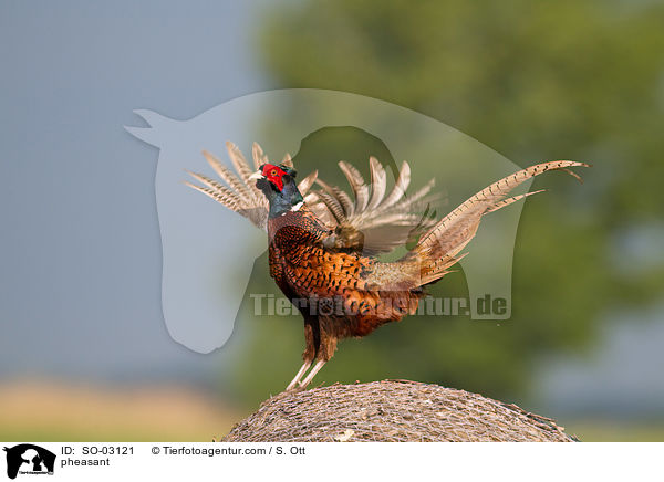 Fasan / pheasant / SO-03121