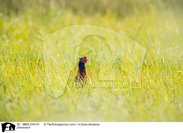 Fasan / pheasant / MBS-24010