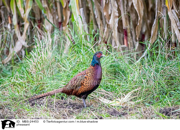 Fasan / pheasant / MBS-24453