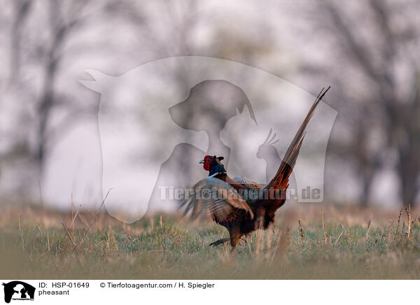 Fasan / pheasant / HSP-01649