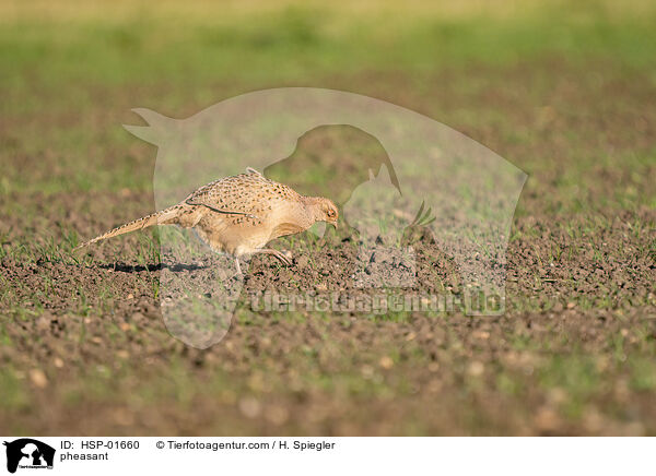 pheasant / HSP-01660