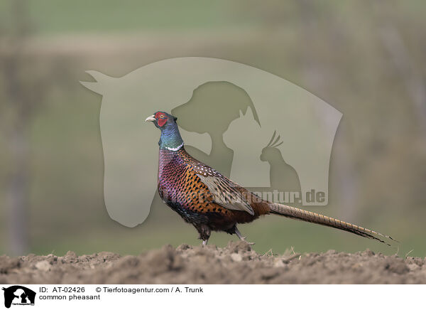 Fasan / common pheasant / AT-02426