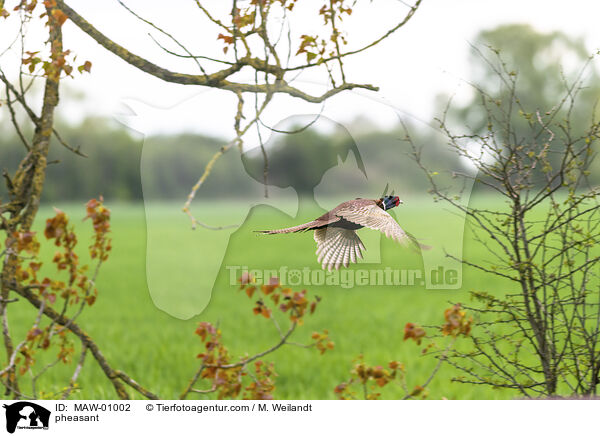 pheasant / MAW-01002
