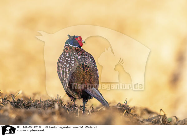 Fasan / common pheasant / MAW-01218