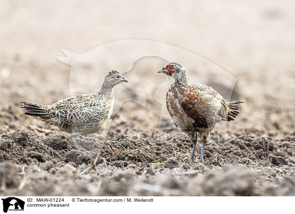 common pheasant / MAW-01224