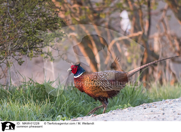 Fasan / common pheasant / MAW-01228