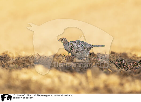 common pheasant / MAW-01229