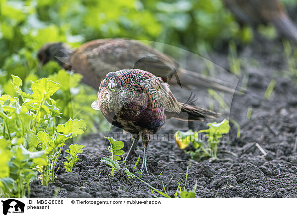pheasant / MBS-28068