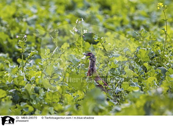 pheasant / MBS-28070
