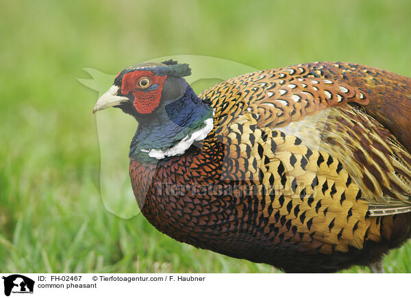 Jagdfasan / common pheasant / FH-02467