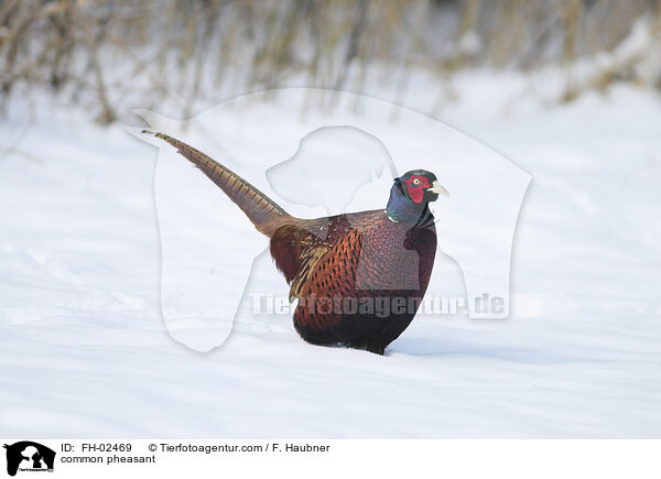 common pheasant / FH-02469