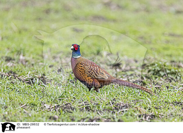 Fasan / pheasant / MBS-28632