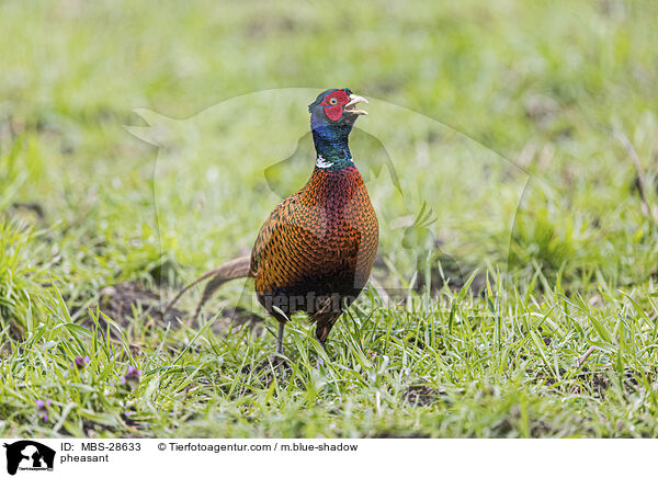 Fasan / pheasant / MBS-28633