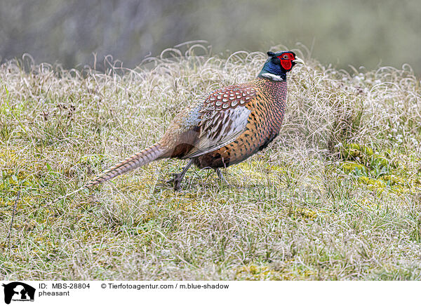 Fasan / pheasant / MBS-28804
