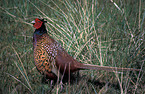 Common Pheasant