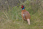 pheasant
