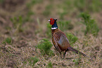 pheasant