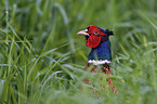 pheasant