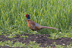 pheasant