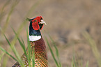 pheasant