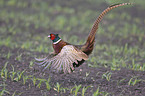 pheasant