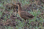 pheasant