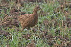 pheasant