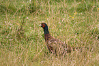 common pheasant