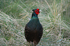 male common pheasant