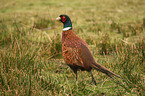 common pheasant