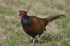 Common Pheasant