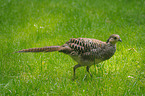 common pheasant