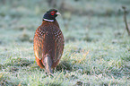 common pheasant